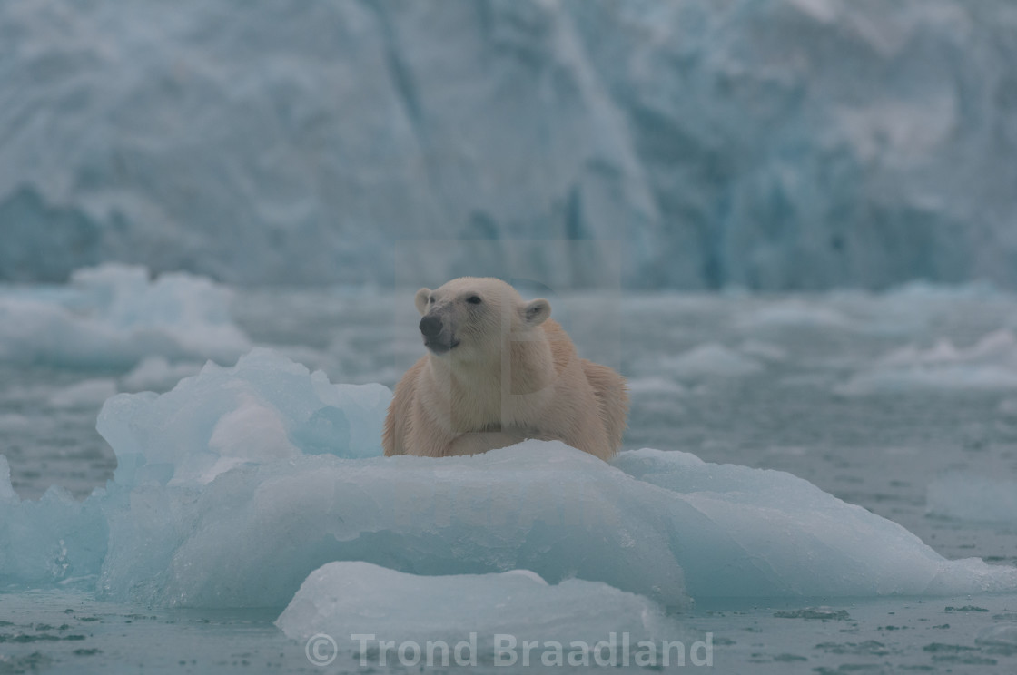 "Polar bear" stock image