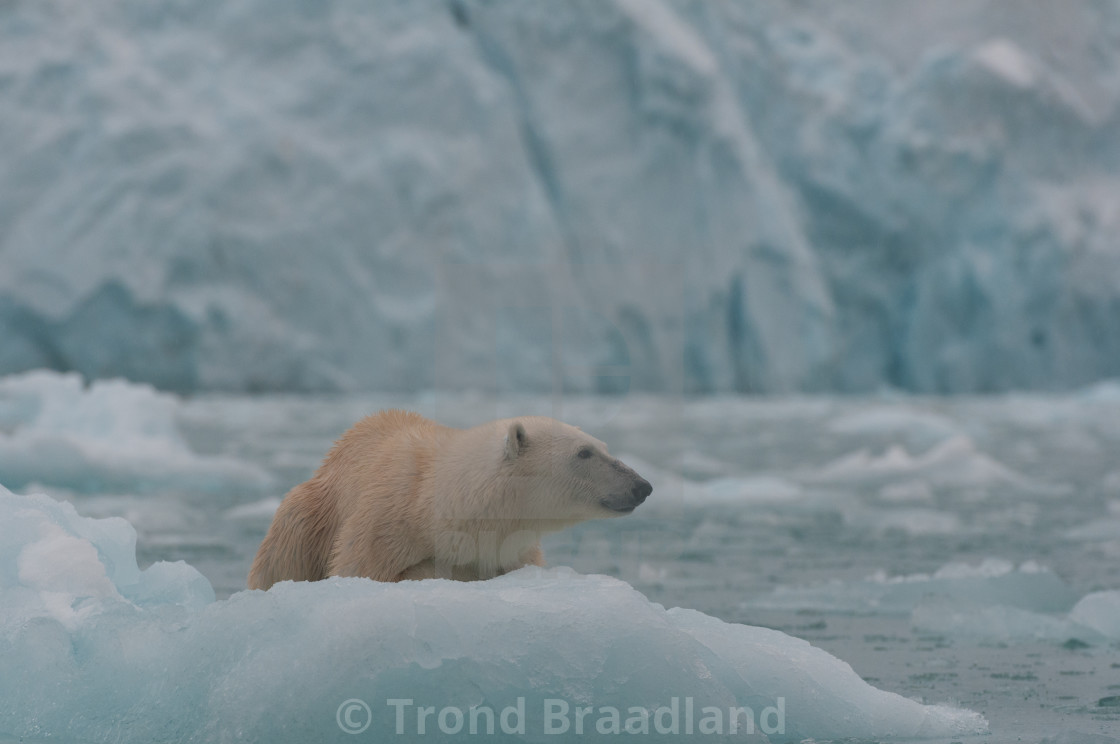 "Polar bear" stock image