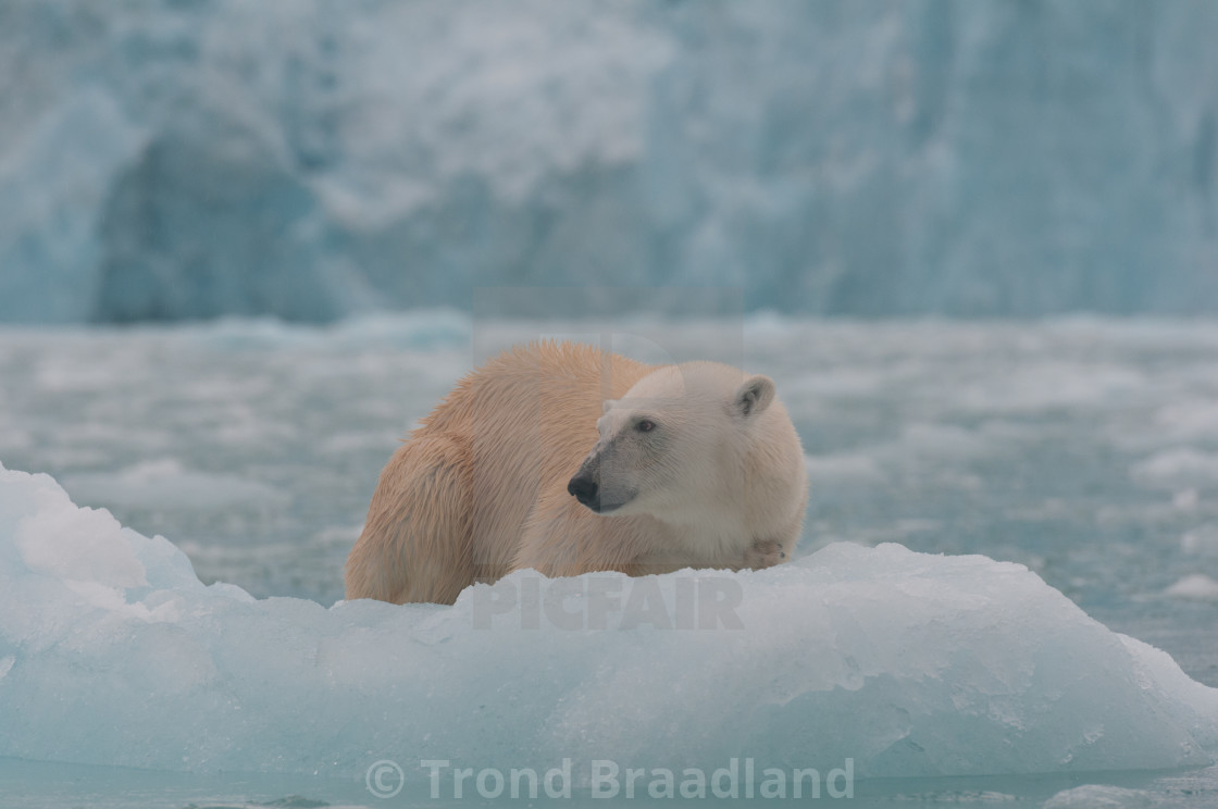 "Polar bear" stock image