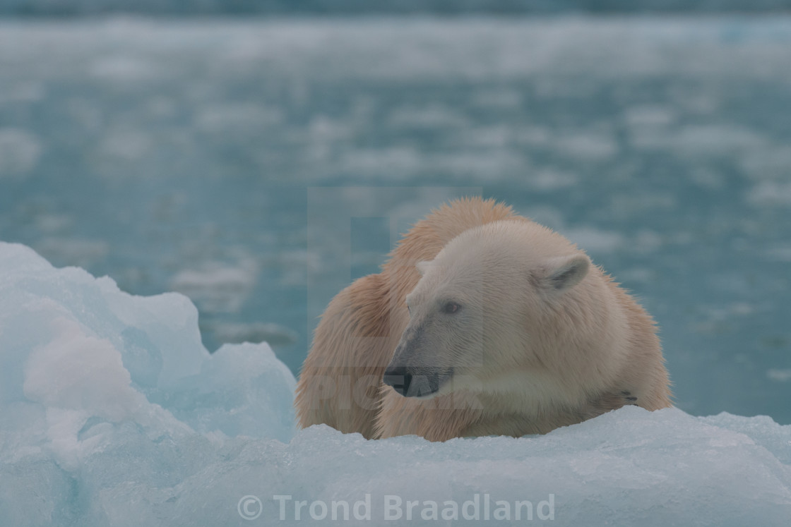 "Polar bear" stock image