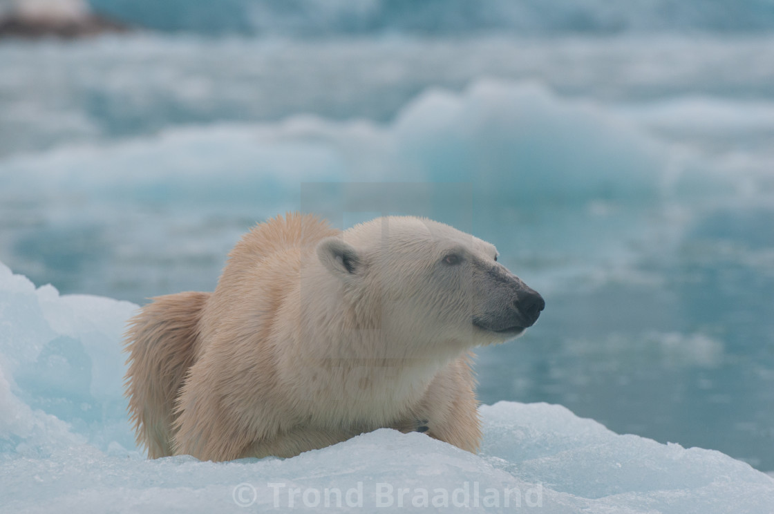 "Polar bear" stock image