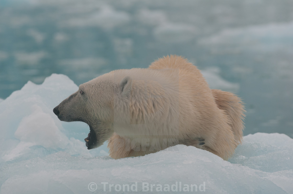 "Polar bear" stock image