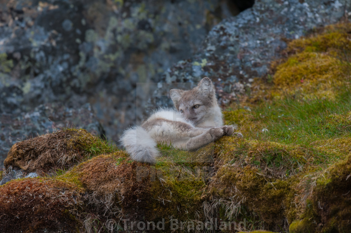 "Arctic fox" stock image