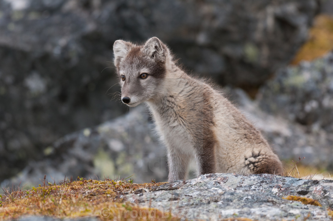 "Arctic fox" stock image