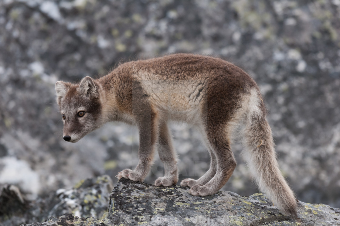 "Arctic fox" stock image