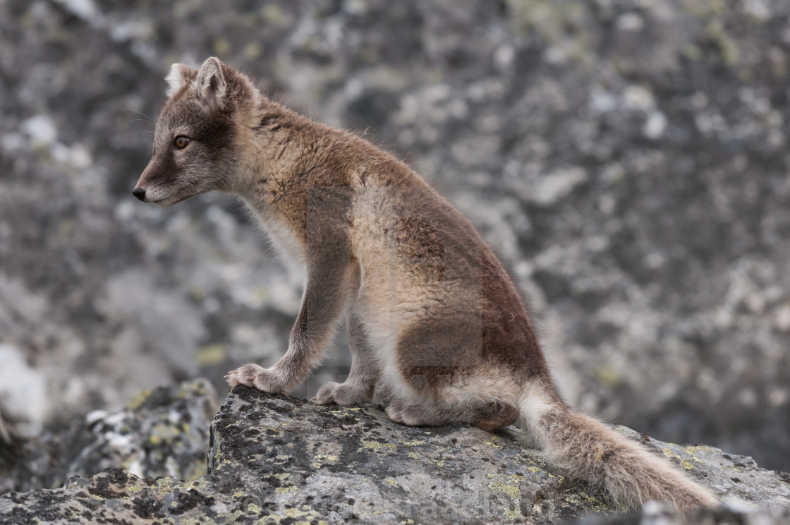 "Arctic fox" stock image