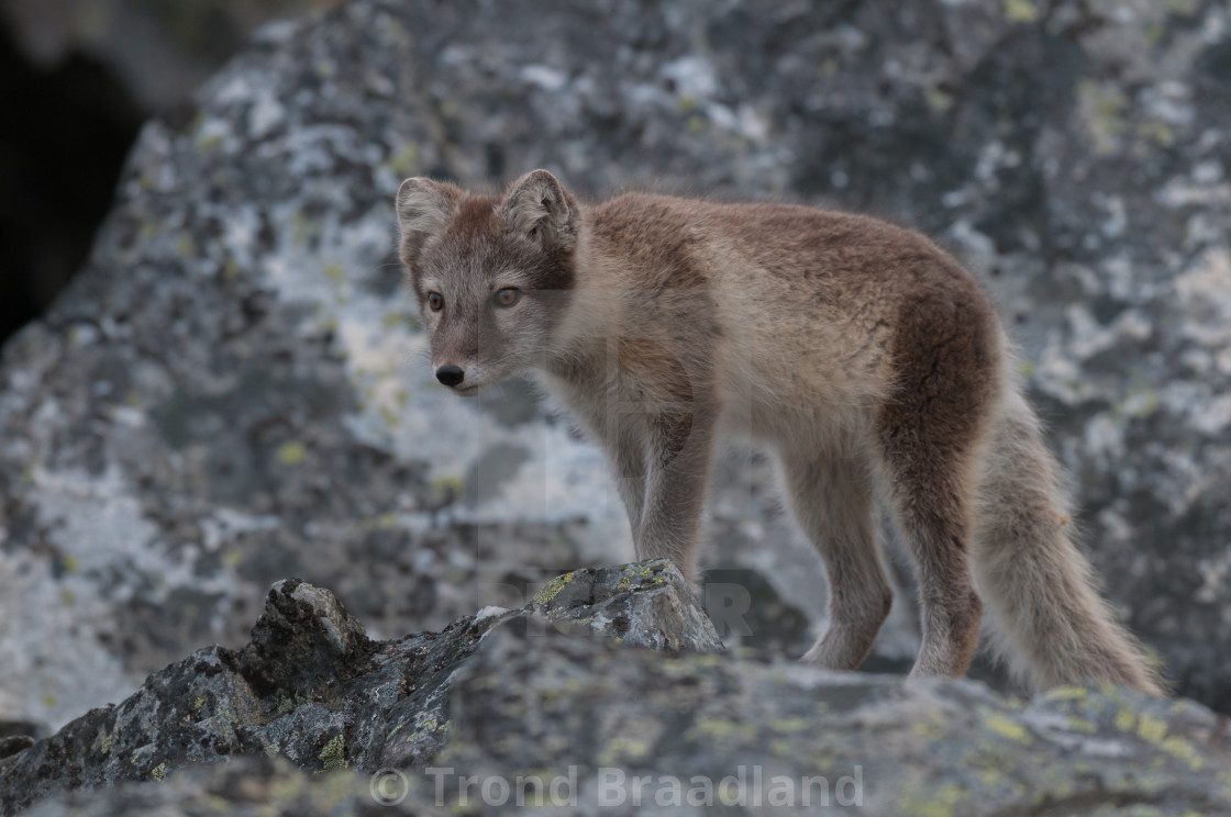 "Arctic fox" stock image