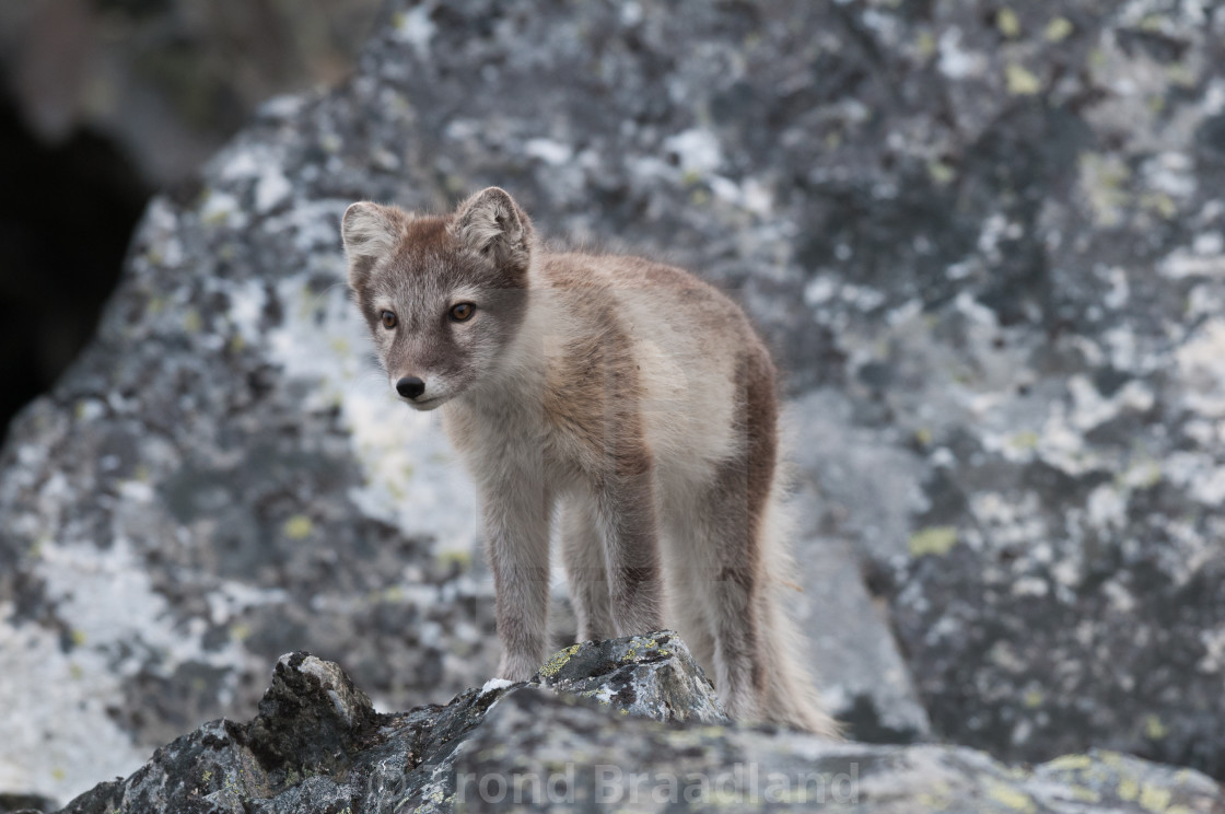 "Arctic fox" stock image