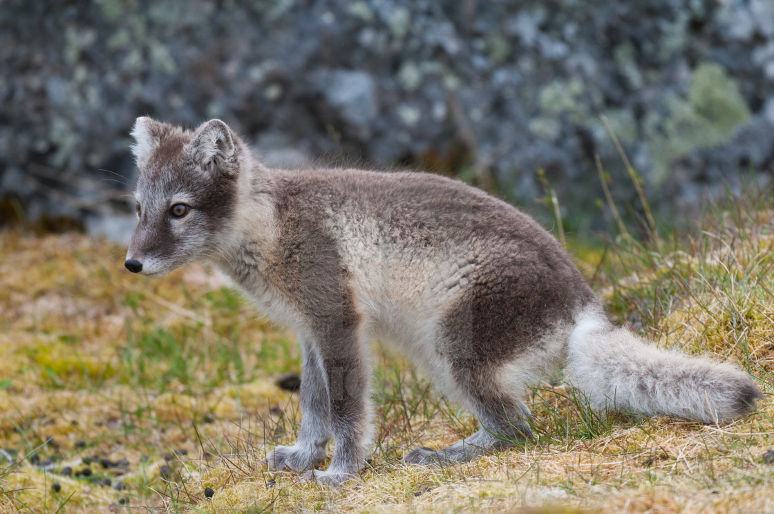 "Arctic fox" stock image