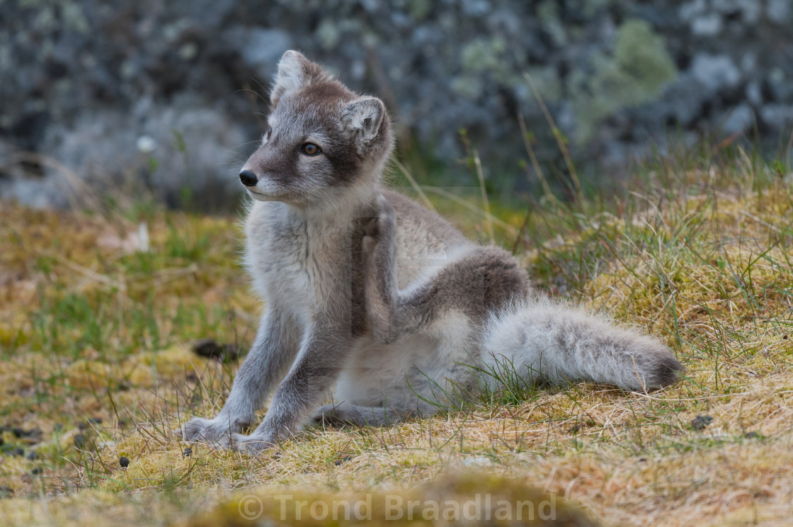 "Arctic fox" stock image