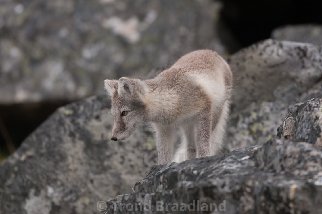 "Arctic fox" stock image