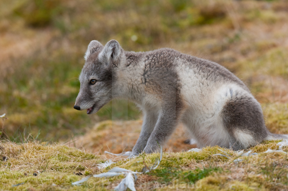 "Arctic fox" stock image