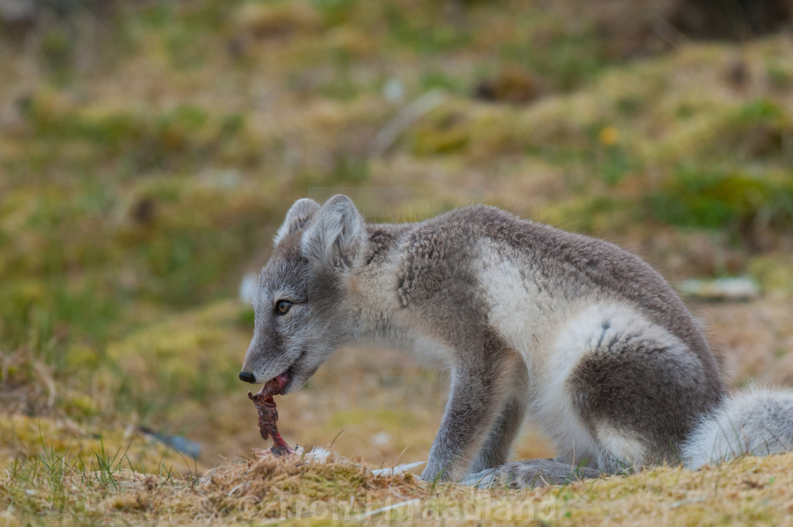 "Arctic fox" stock image