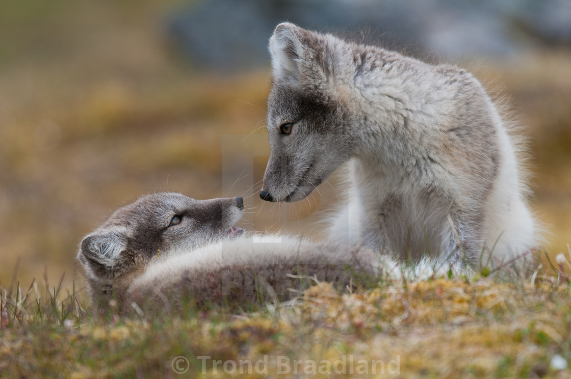 "Arctic foxes" stock image