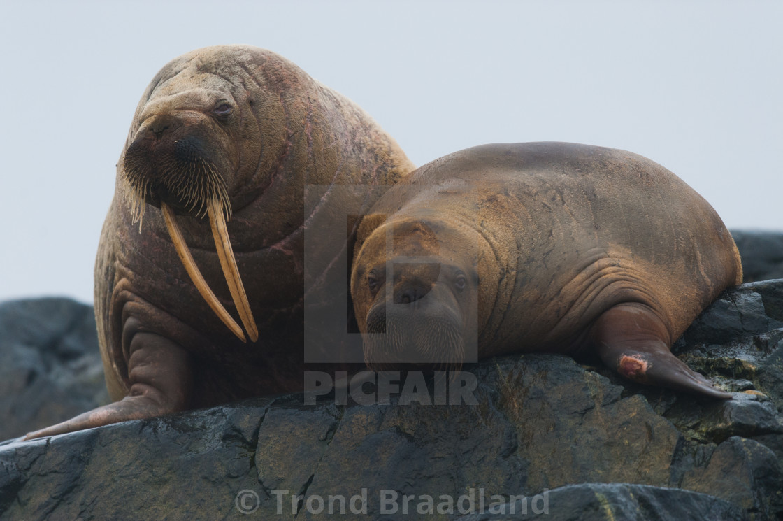 "Walruses" stock image