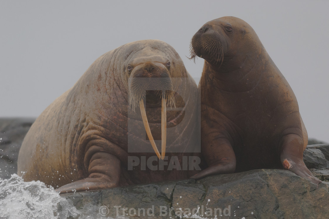 "Walruses" stock image