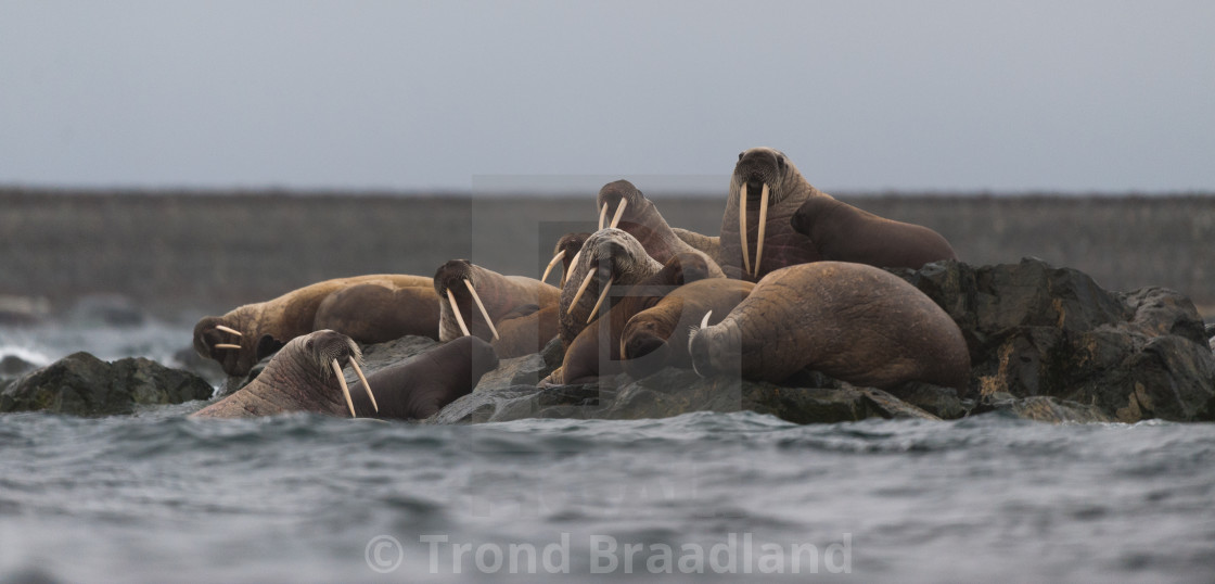 "Walruses" stock image