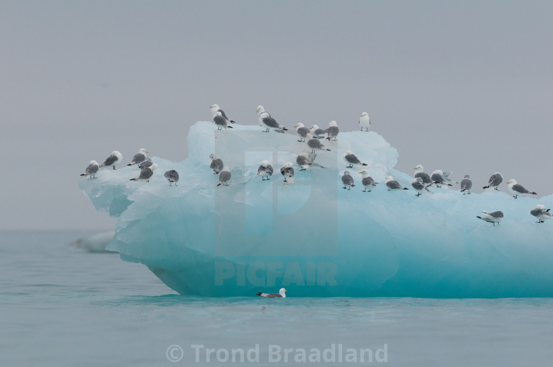 "Black-legged kittiwakes" stock image