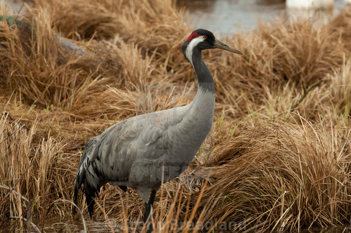 "Common crane" stock image