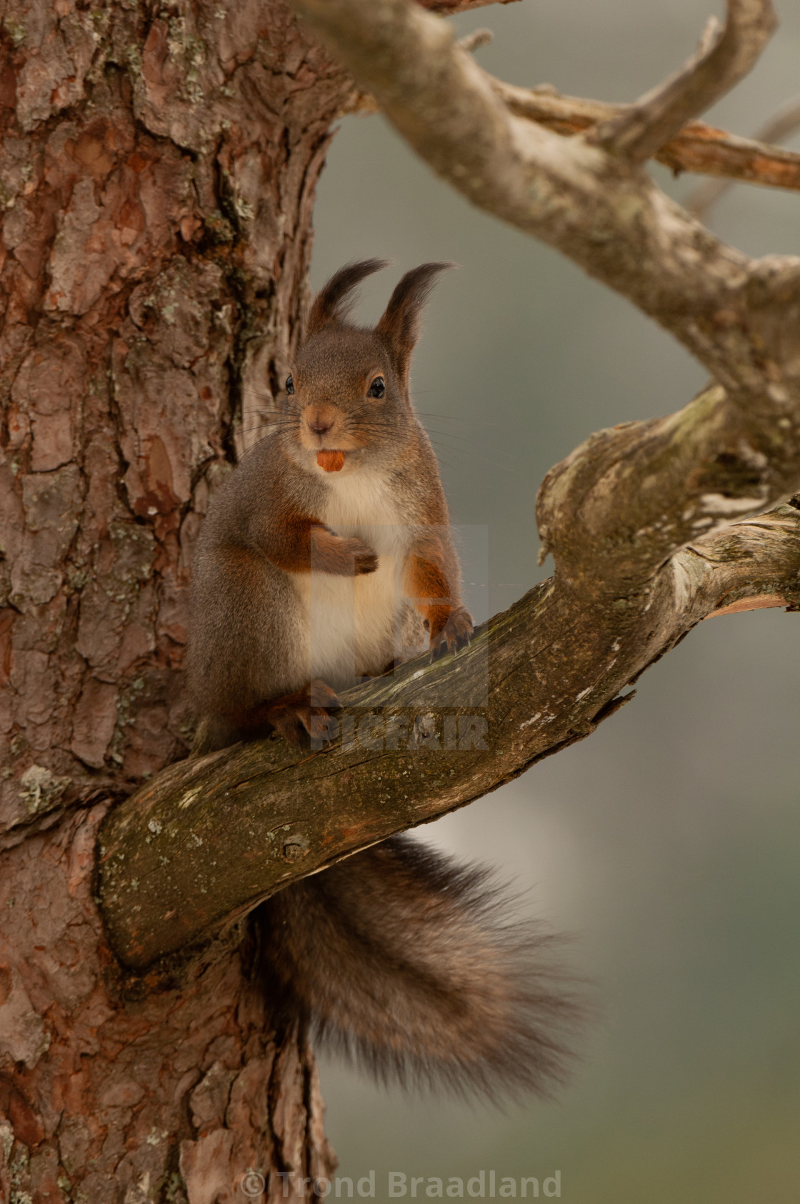 "Red squirrel" stock image