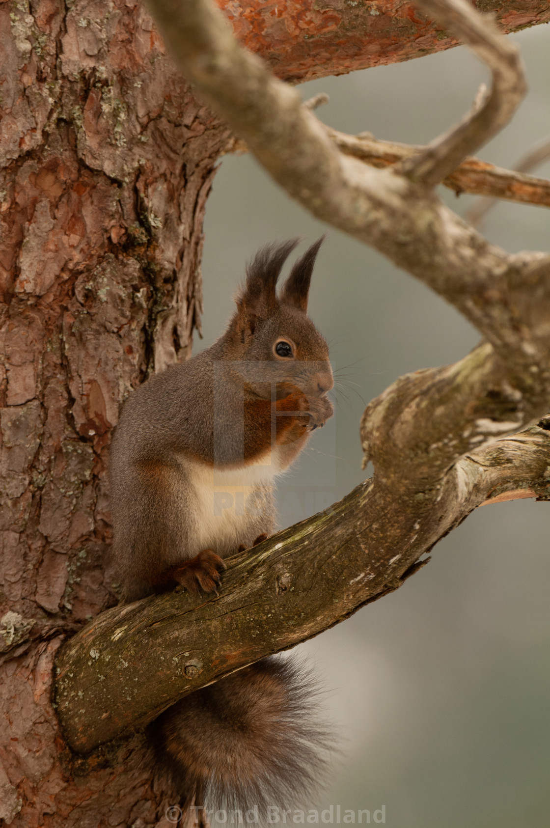 "Red squirrel" stock image