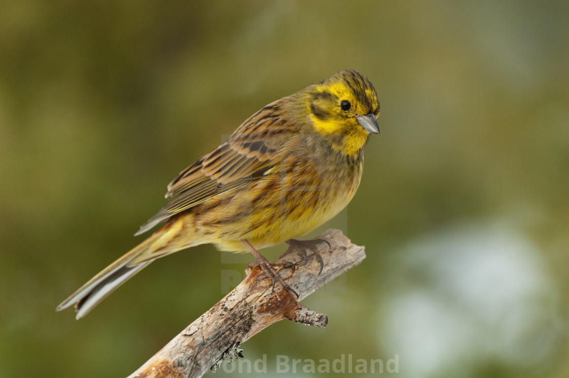 "Yellowhammer" stock image