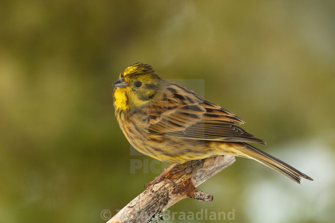 "Yellowhammer" stock image