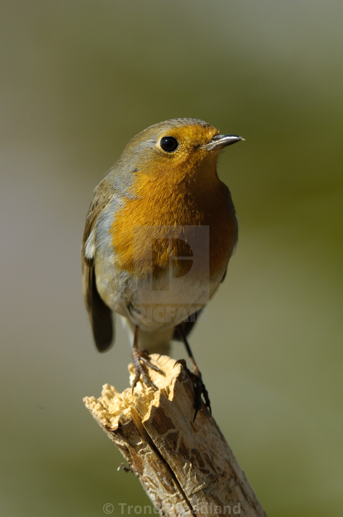 "European robin" stock image