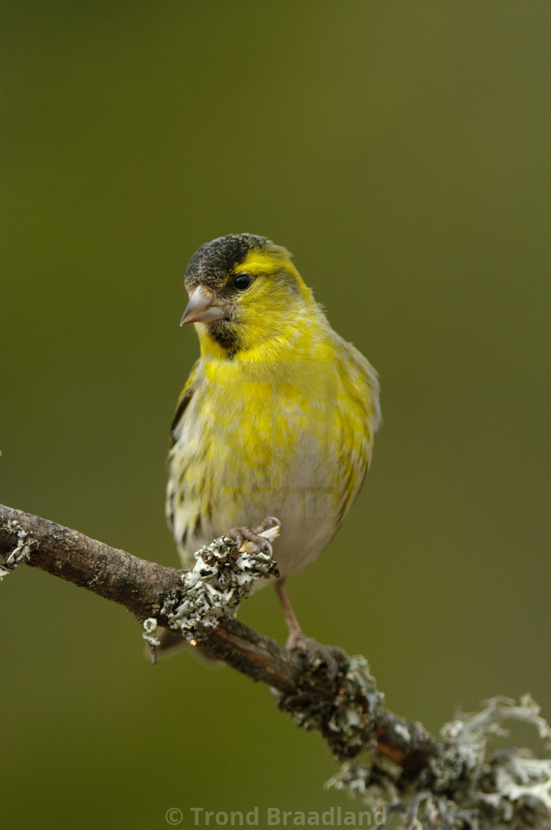 "Eurasian siskin" stock image