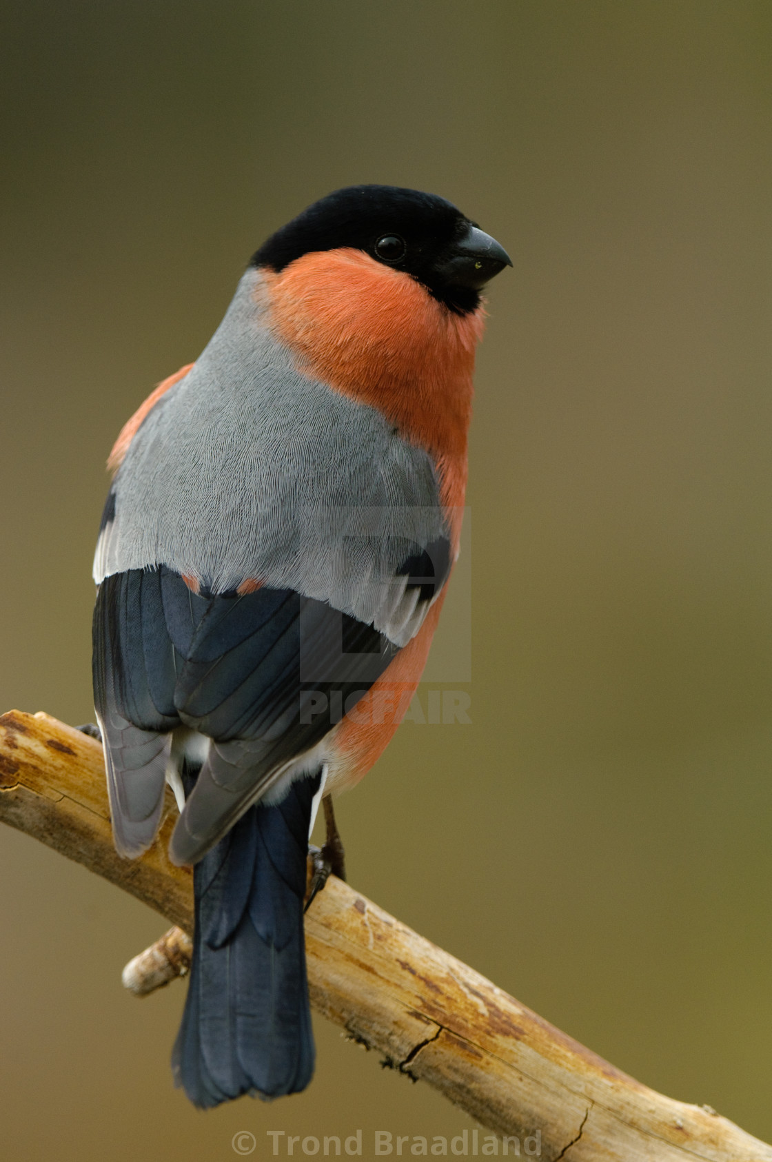 "Bullfinch male" stock image