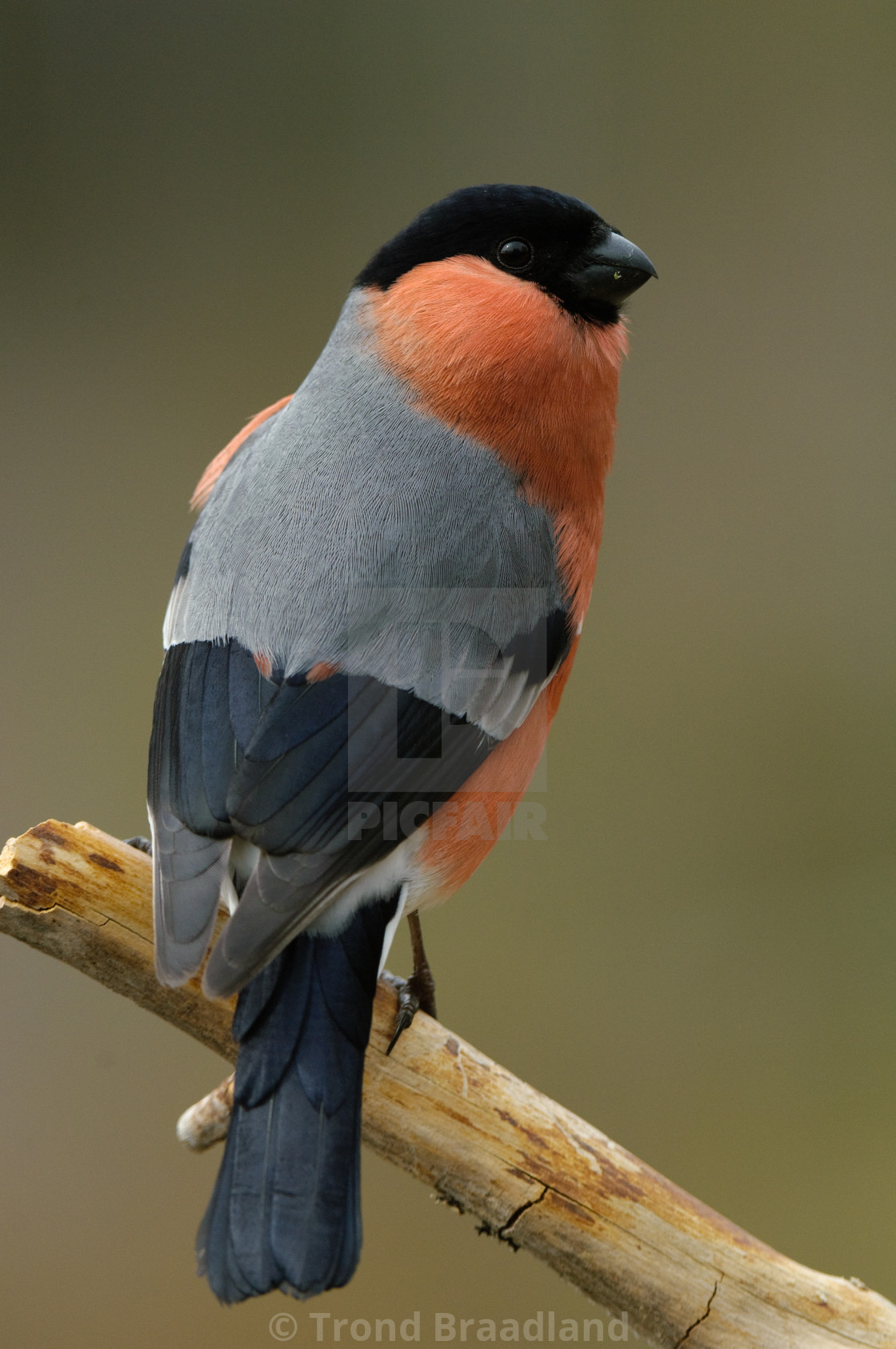 "Bullfinch male" stock image