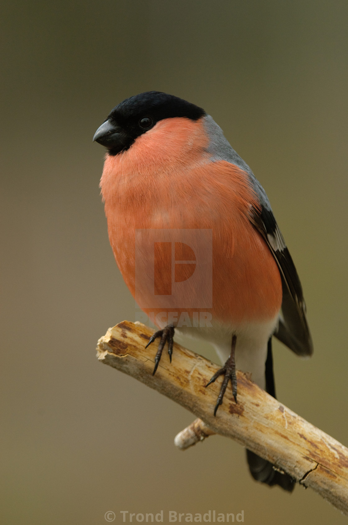 "Bullfinch male" stock image