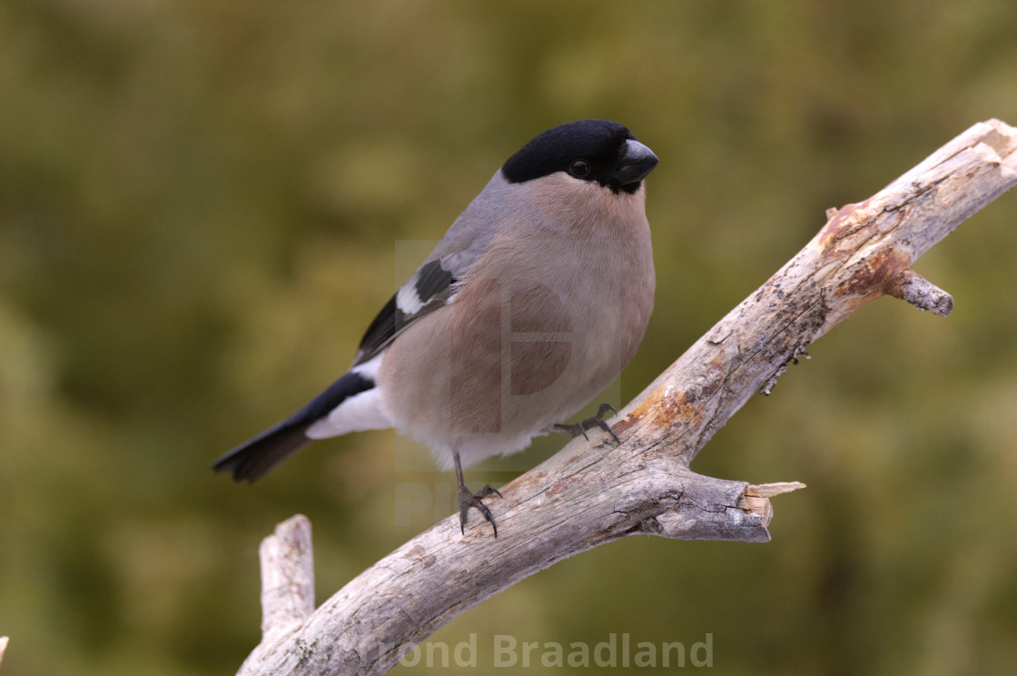 "Bullfinch female" stock image