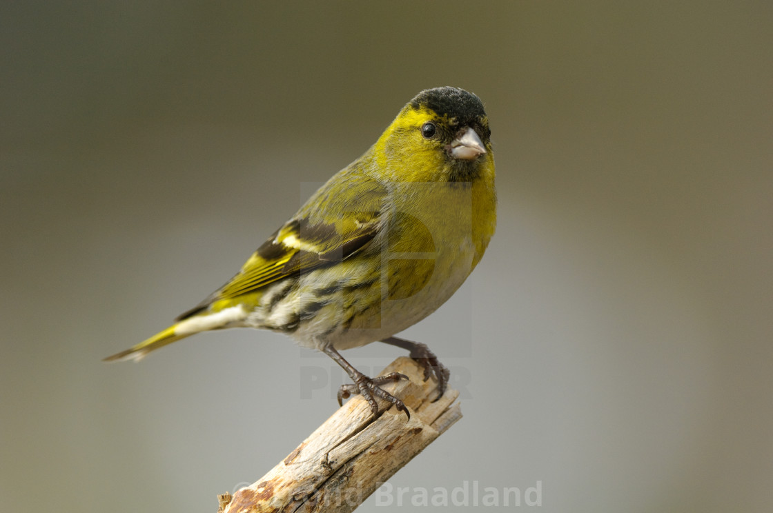 "Eurasian siskin" stock image