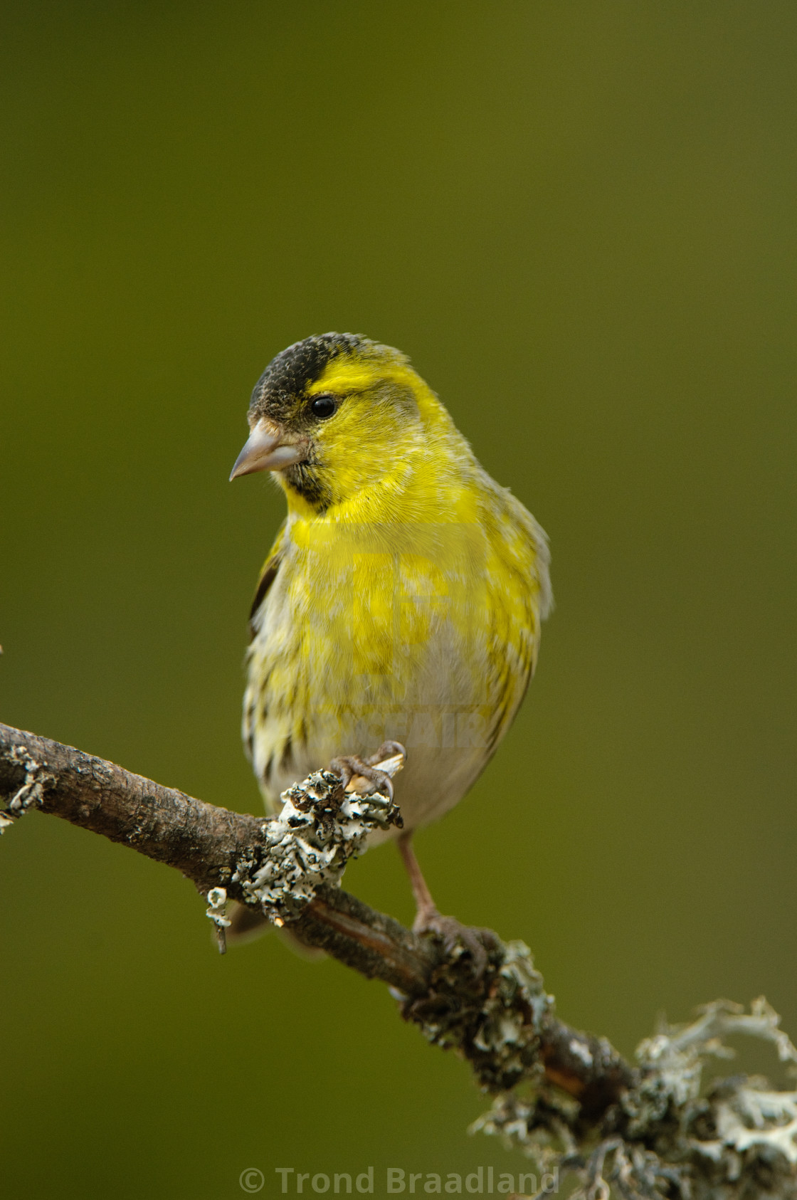 "Eurasian siskin" stock image