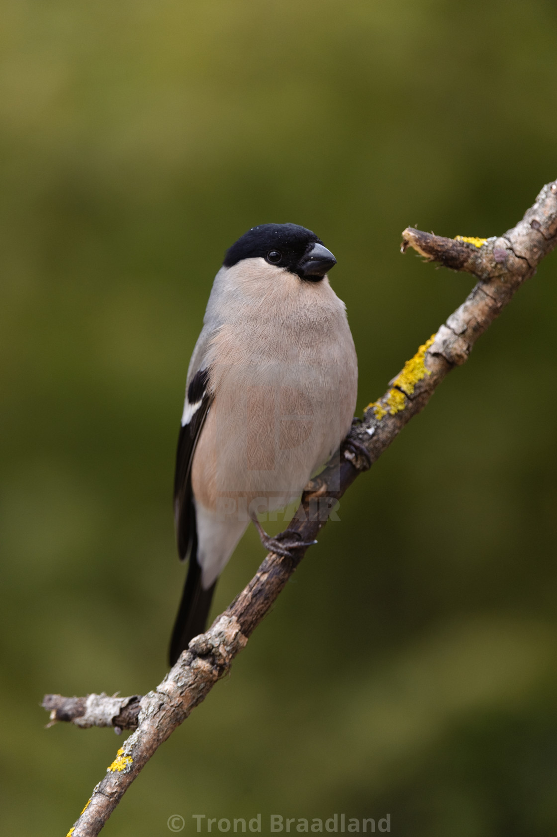 "Bullfinch female" stock image