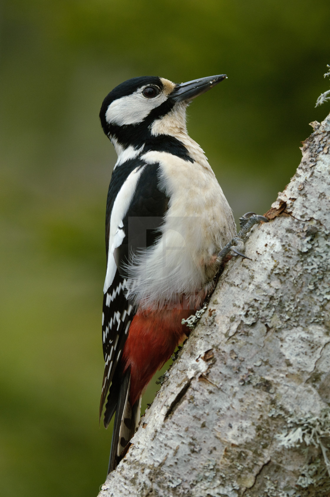 "Great spotted woodpecker" stock image