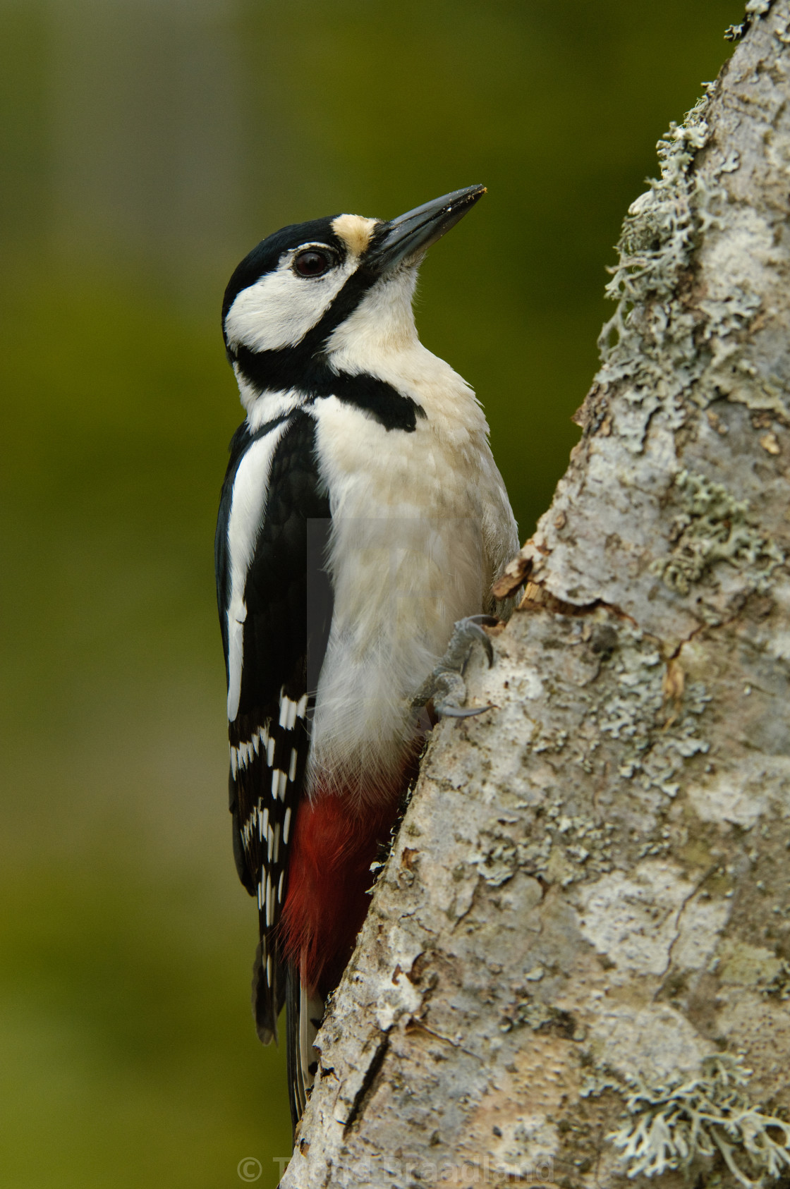 "Great spotted woodpecker" stock image