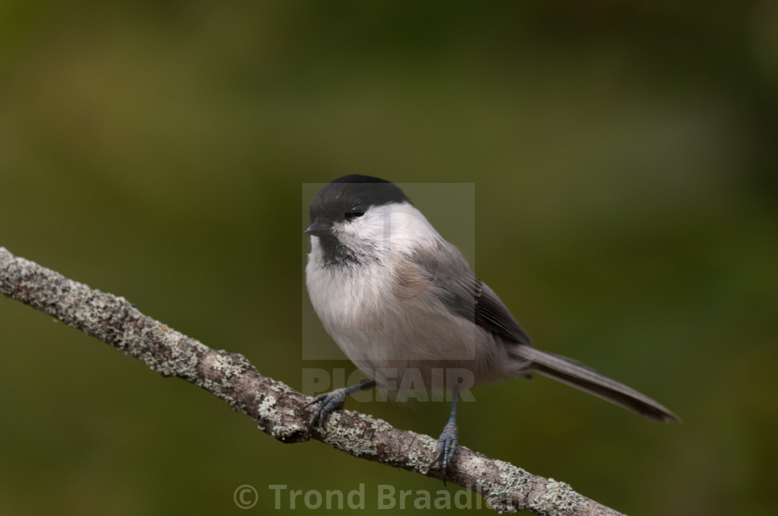 "Willow tit" stock image