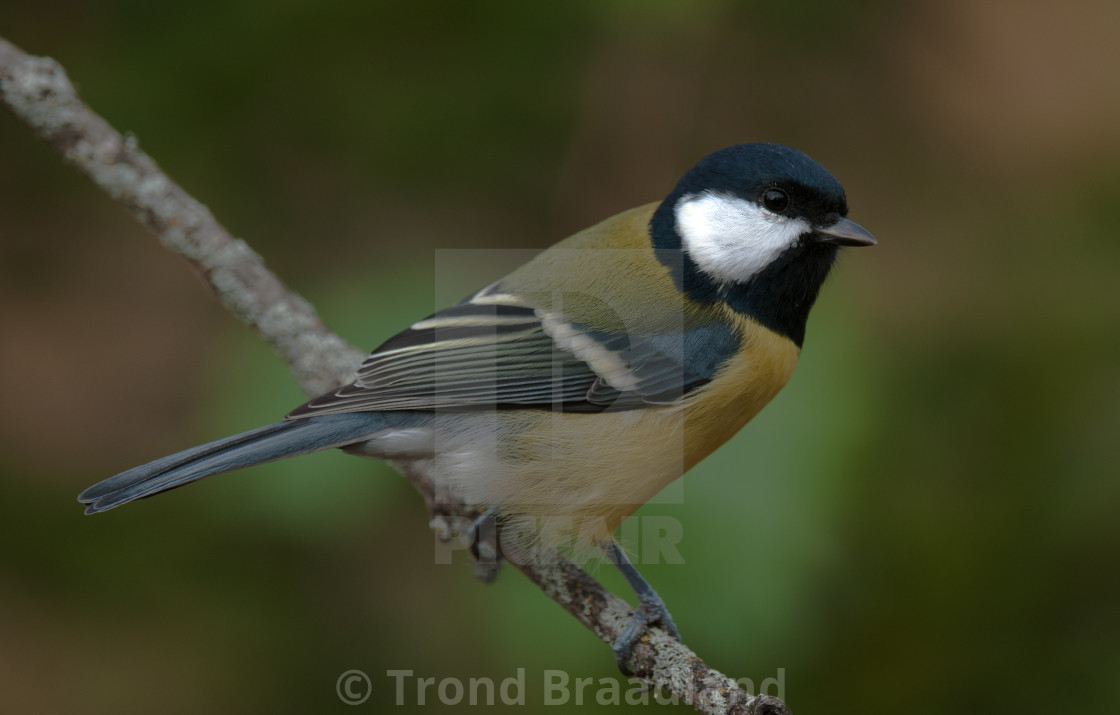 "Great tit" stock image