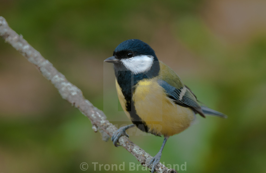 "Great tit" stock image