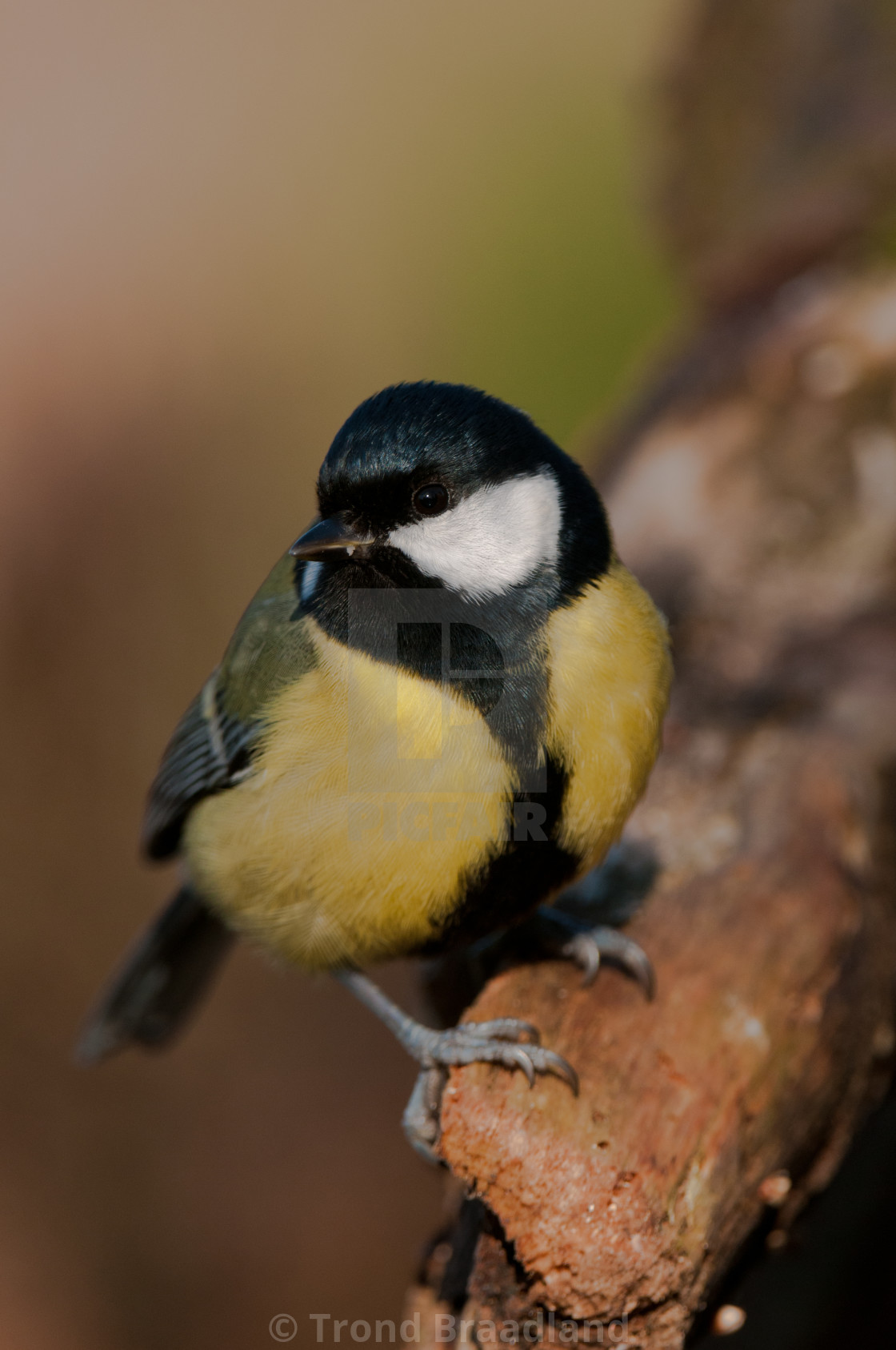 "Great tit" stock image