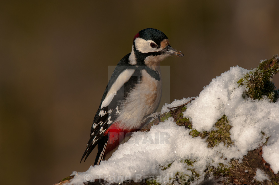 "Great spotted woodpecker" stock image