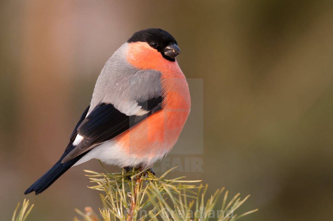 "Bullfinch male" stock image