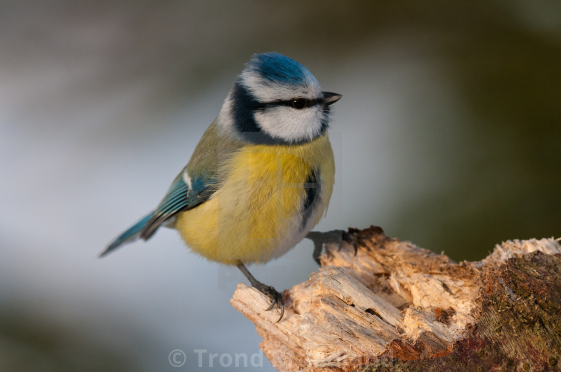 "Blue tit" stock image