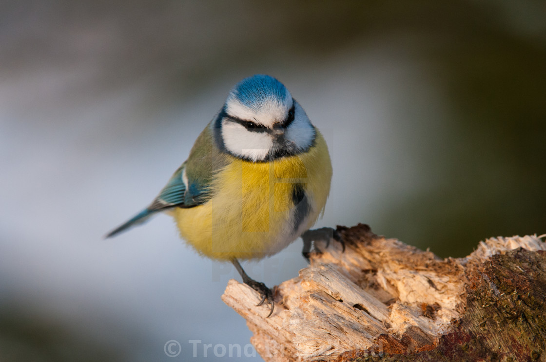 "Blue tit" stock image