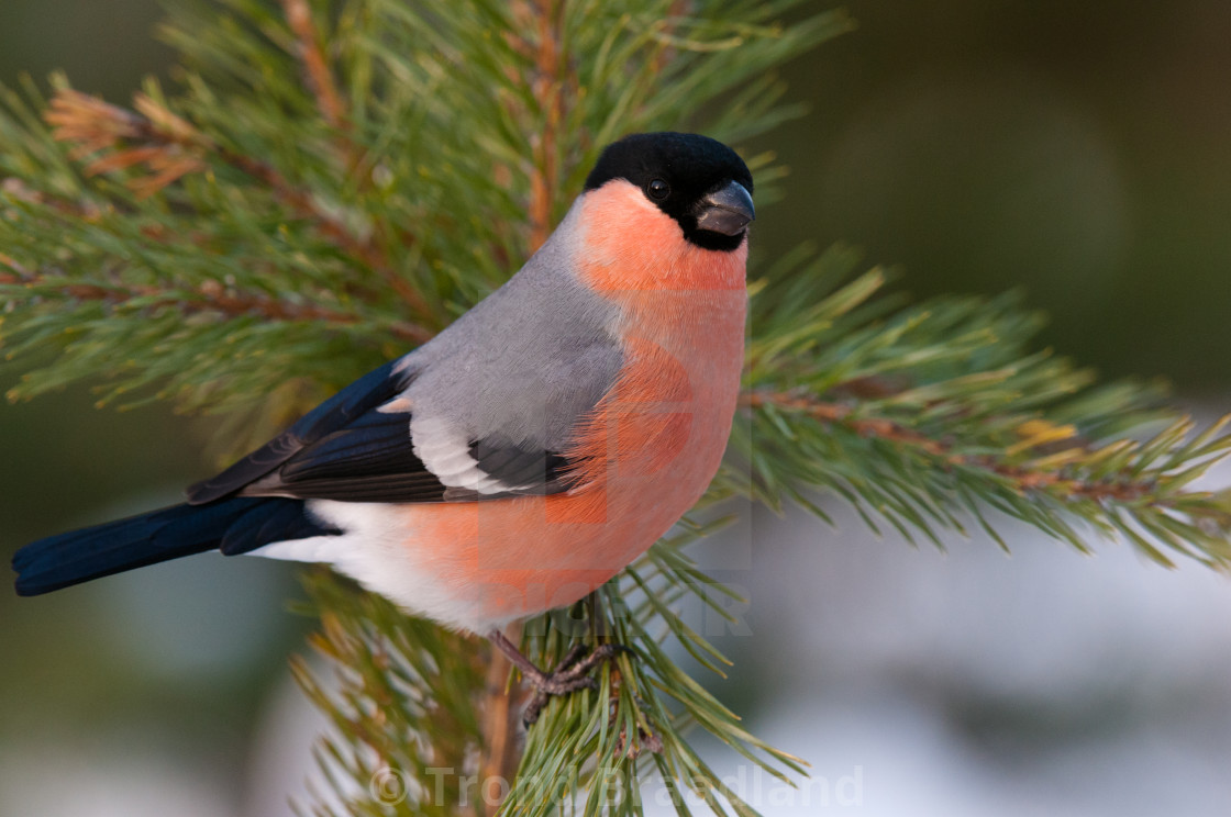 "Bullfinch male" stock image