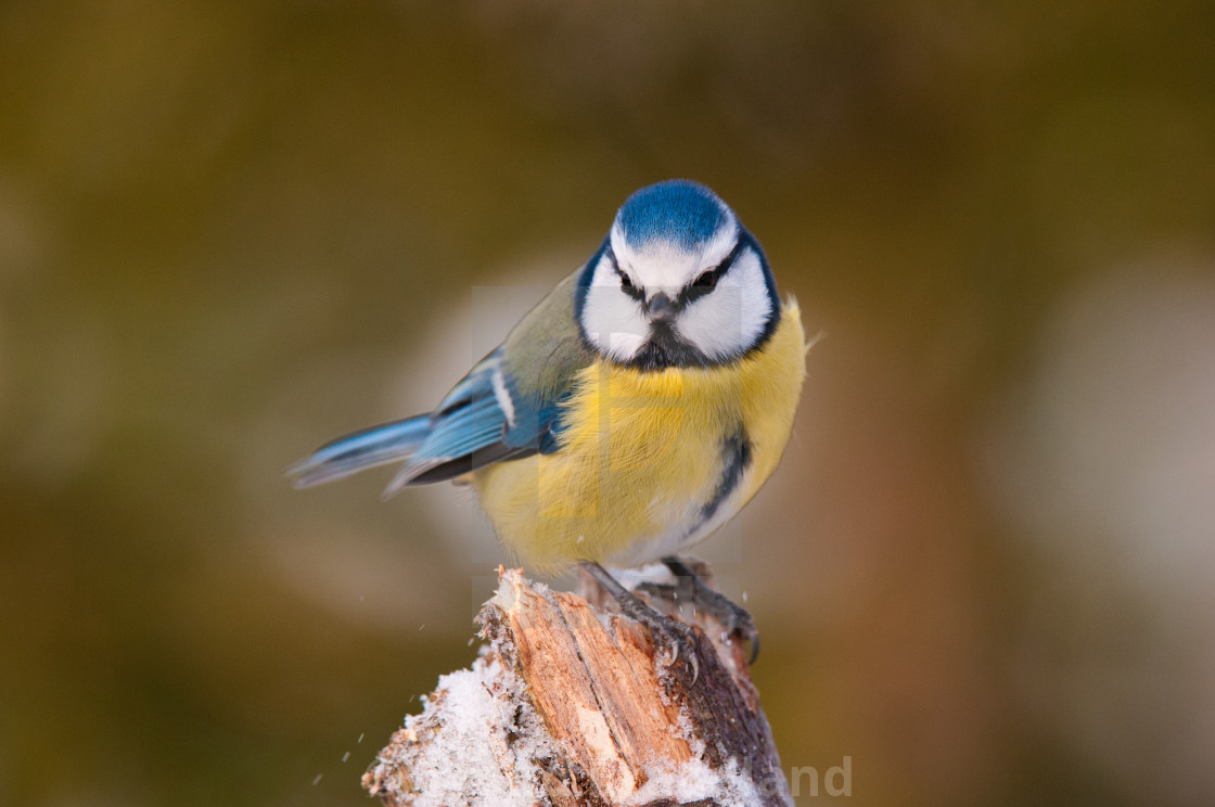 "Eurasian blue tit" stock image