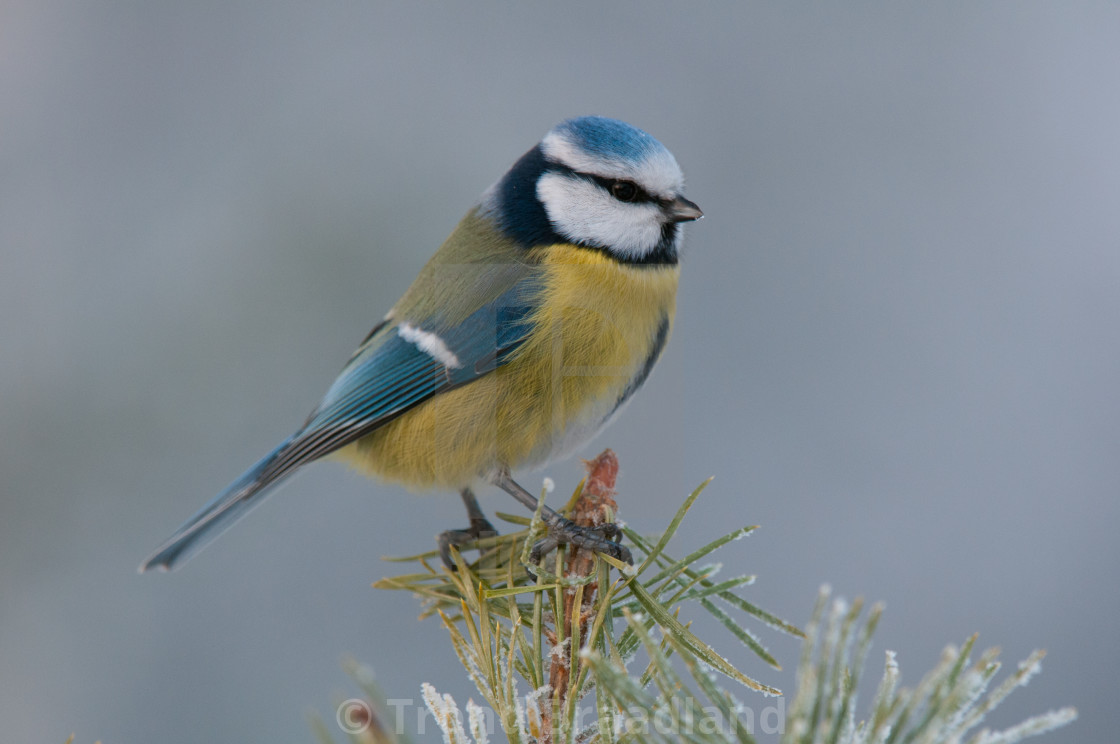 "Blue tit" stock image