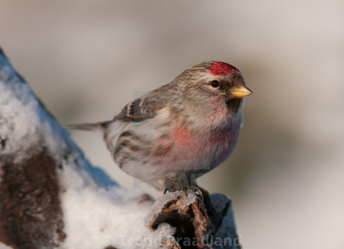 "Common redpoll" stock image